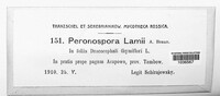 Peronospora lamii image